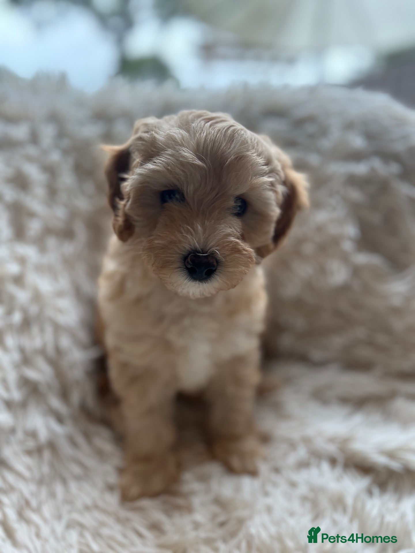 Cavapoo dogs for sale: 5⭐️ Gorgeous Rare F1bb Cavapoo girl Pup left!!! - Advert 1