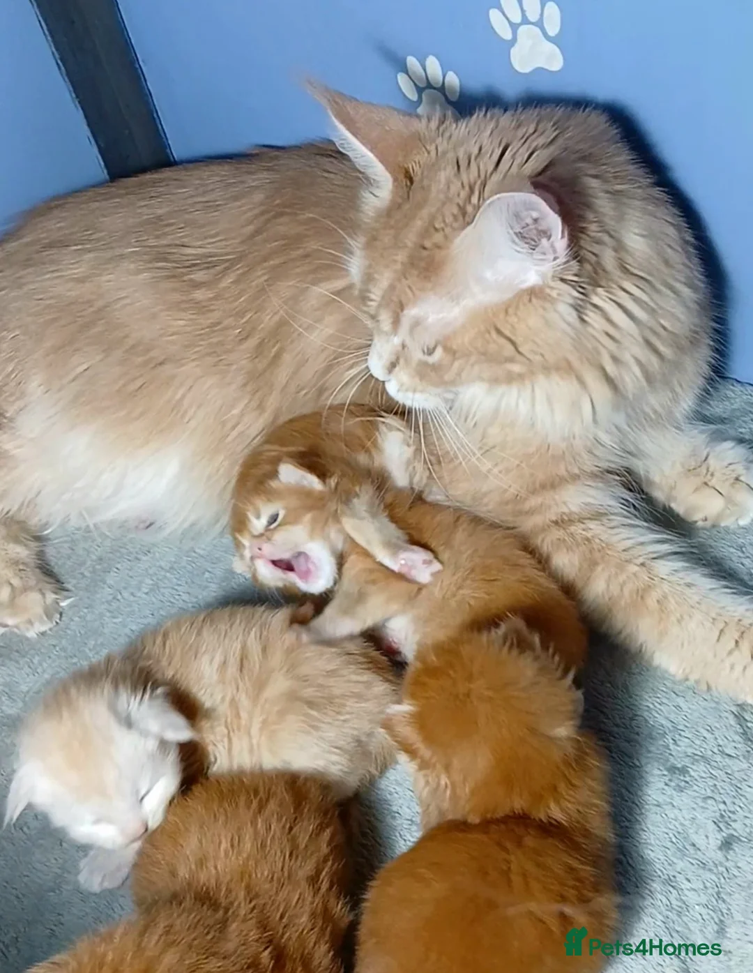 Maine Coon cats for sale: Sweet and Beautiful Pure Breed Maine Coon Kittens - Advert 5