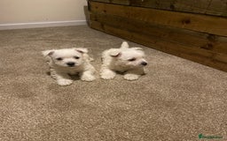 West Highland Terrier dogs for sale: Westie pups - Image 10