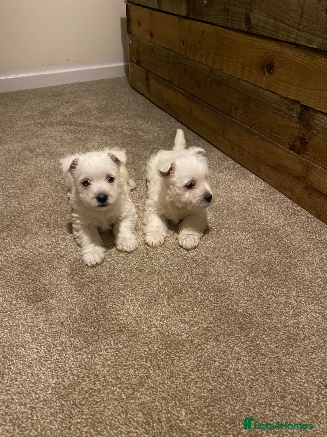 West Highland Terrier dogs for sale: Westie pups - Image 10