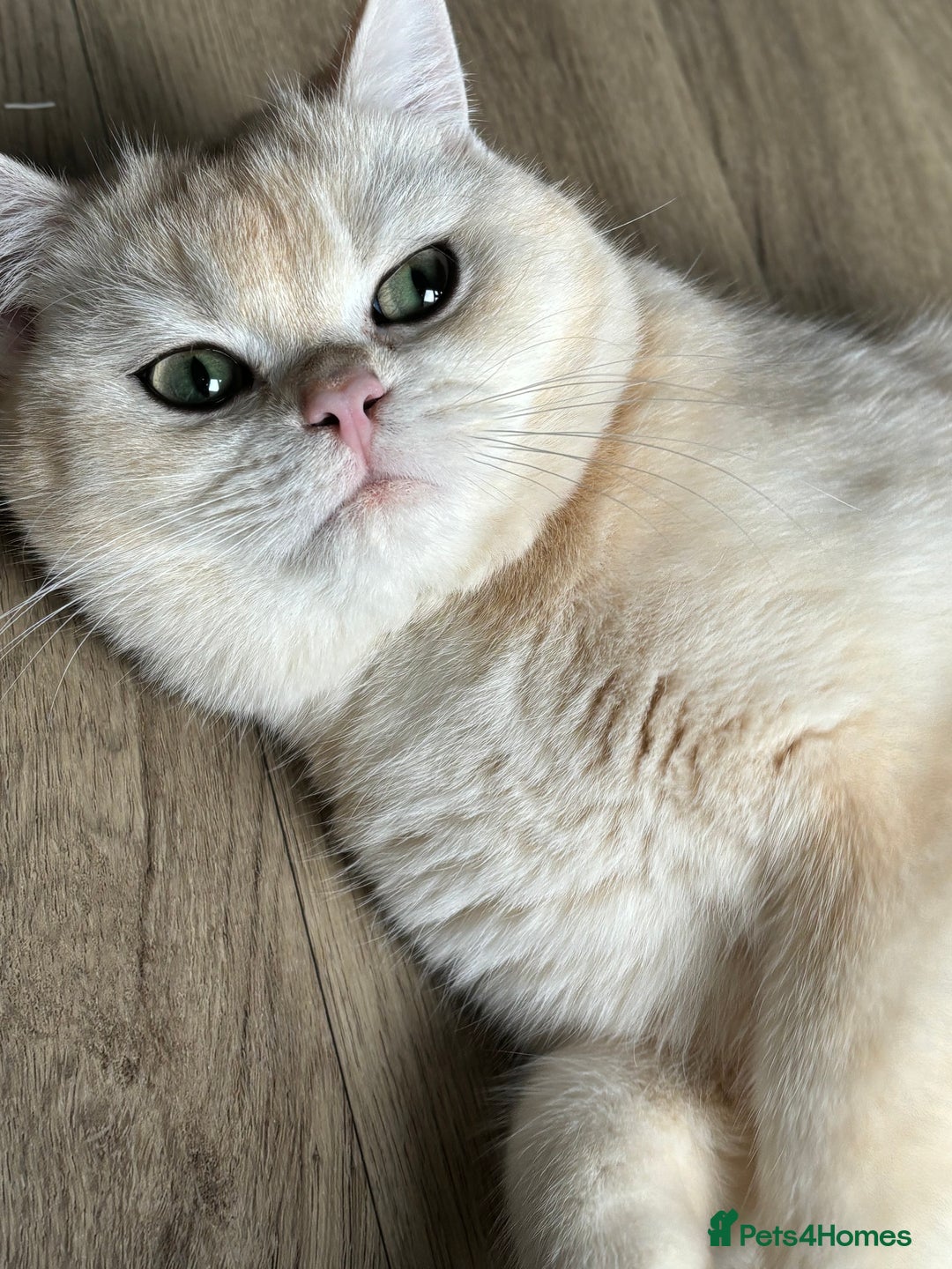 British Shorthair cats for sale: White/ Cream british shorthair boy in Preston - Image 4