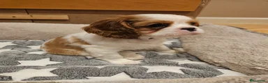Cavalier King Charles Spaniel Puppy 3