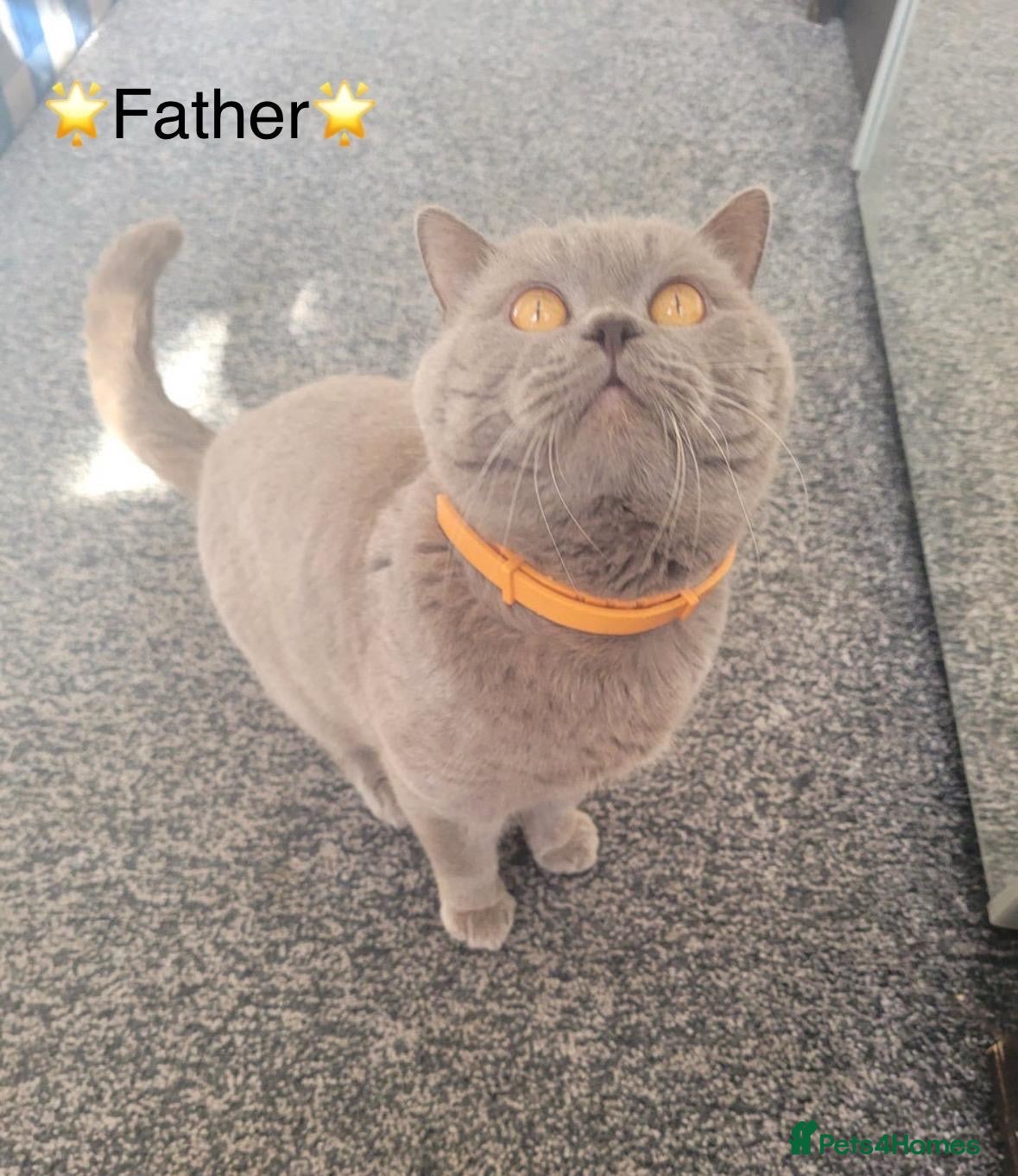 British Shorthair cats EXCEPTIONAL GCCF ACTIVE LILAC SHORTHAIR FEMALE - Advert 2