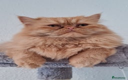 Persian cats for stud: Persian stud service  - Image 8