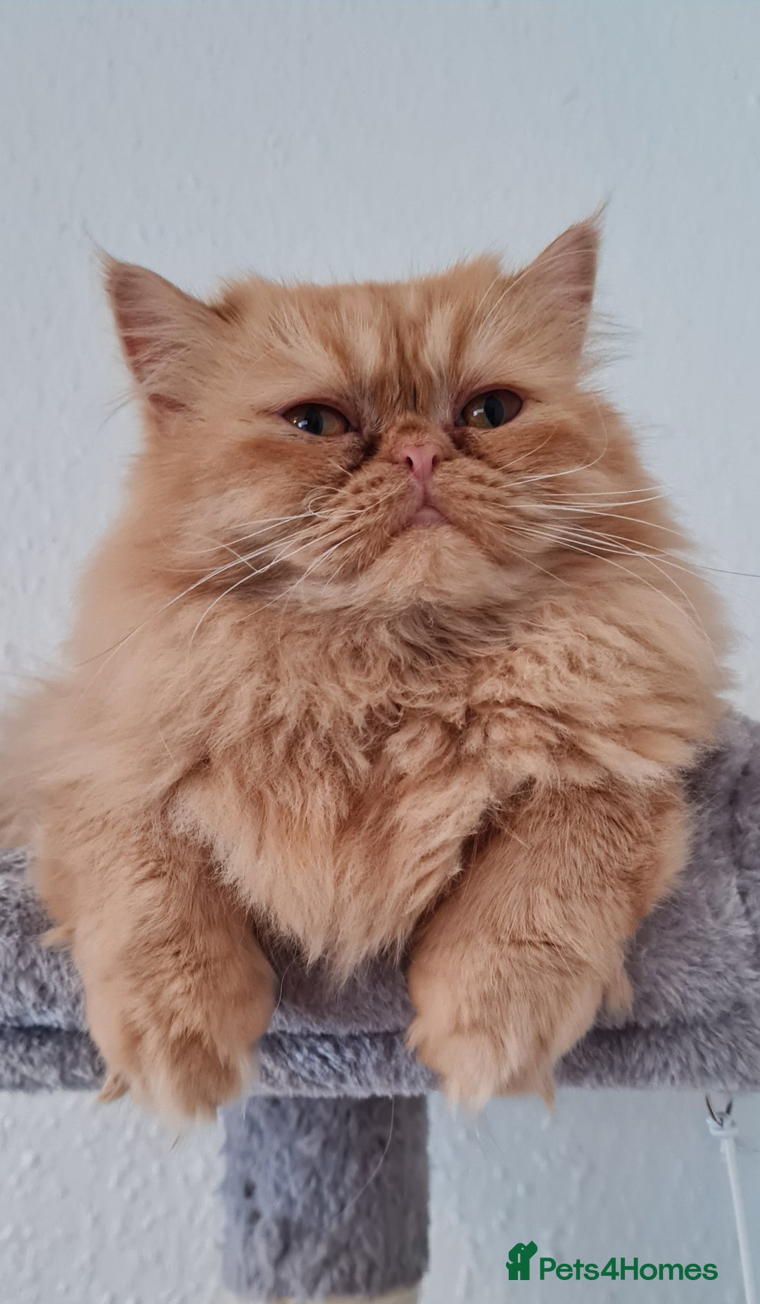 Persian cats for stud: Persian stud service  - Image 8