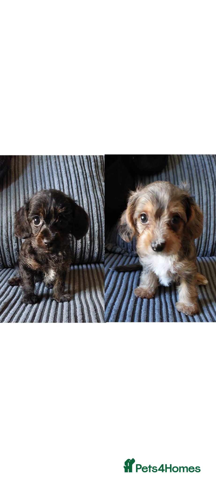 Mixed Breed dogs Small Mixed Breed Puppies - Advert 11