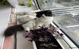 Persian cats for sale: Adorable Persian Boys - Image 6