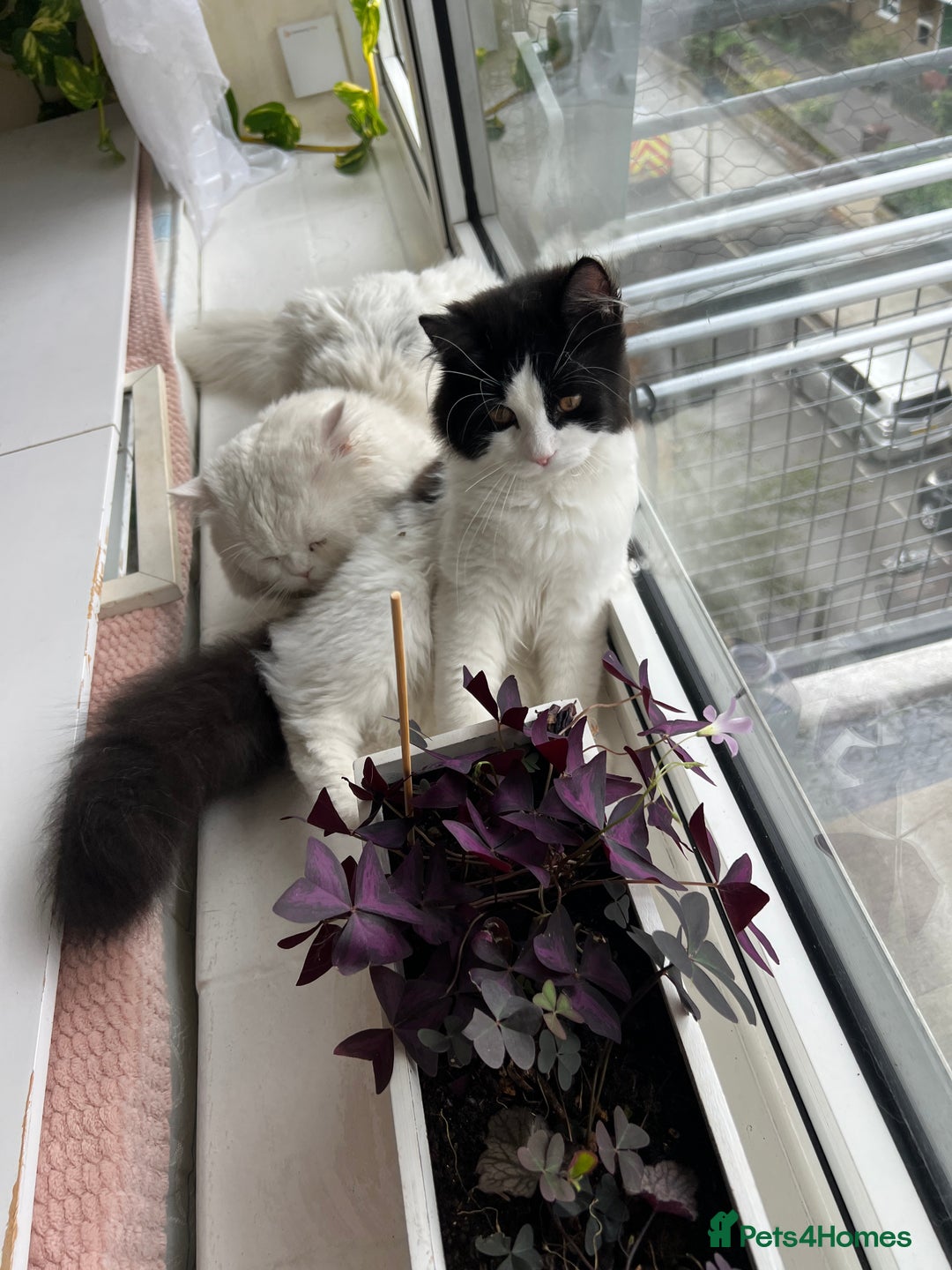 Persian cats for sale: Adorable Persian Boys - Image 6