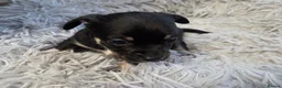 Chihuahua dogs for sale: READY NOW. Chihuahua Puppies - Advert 15