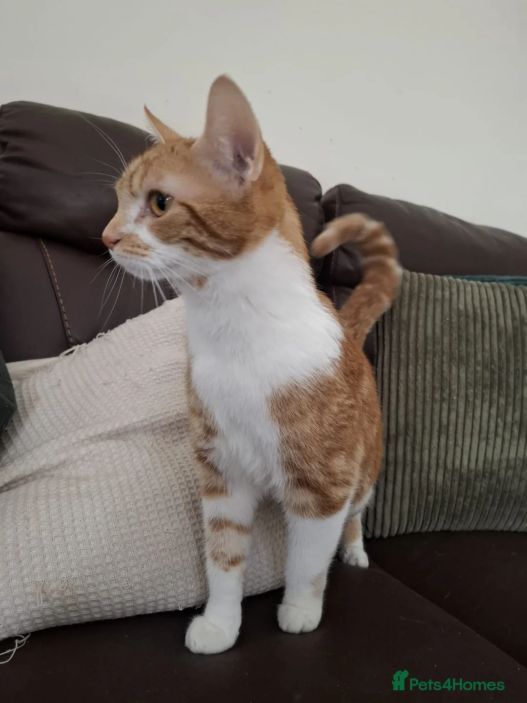 Mixed Breed cats for sale: Beautiful 1.5 Year Old Female Cat  - Advert 2