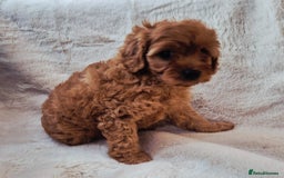 Cavapoo dogs for sale: F1bb extensively health tested caverpoo pups  - Advert 16