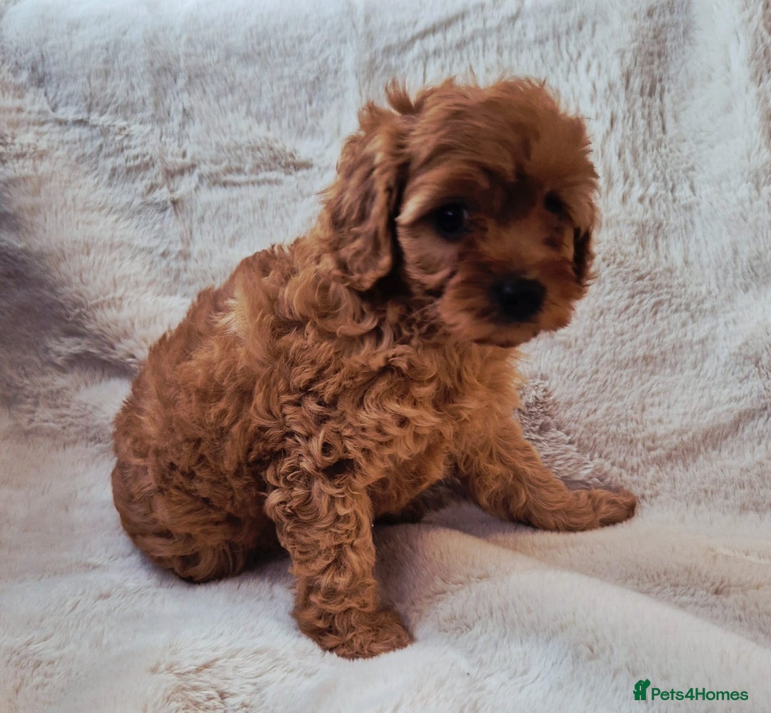 Cavapoo dogs for sale: F1bb extensively health tested caverpoo pups  - Advert 16