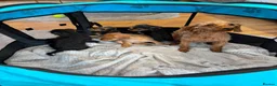 Doxiepoo dogs for sale: Doxiepoo Puppies Ready Now - Advert 4