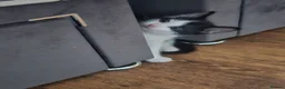Mixed Breed cats for sale: Adorable Black & White Kittens for Sale 🐾 - Advert 13
