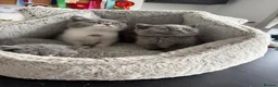 British Shorthair cats for sale: 🐾 Beautiful British Shorthair Kittens 🐾 - Advert 3