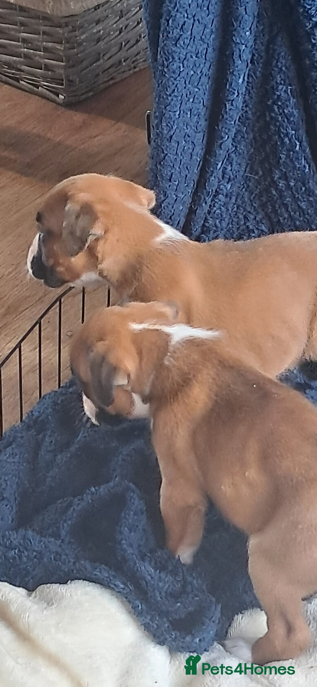 Boxer dogs for sale: Boxer babies ❤️ - Advert 9