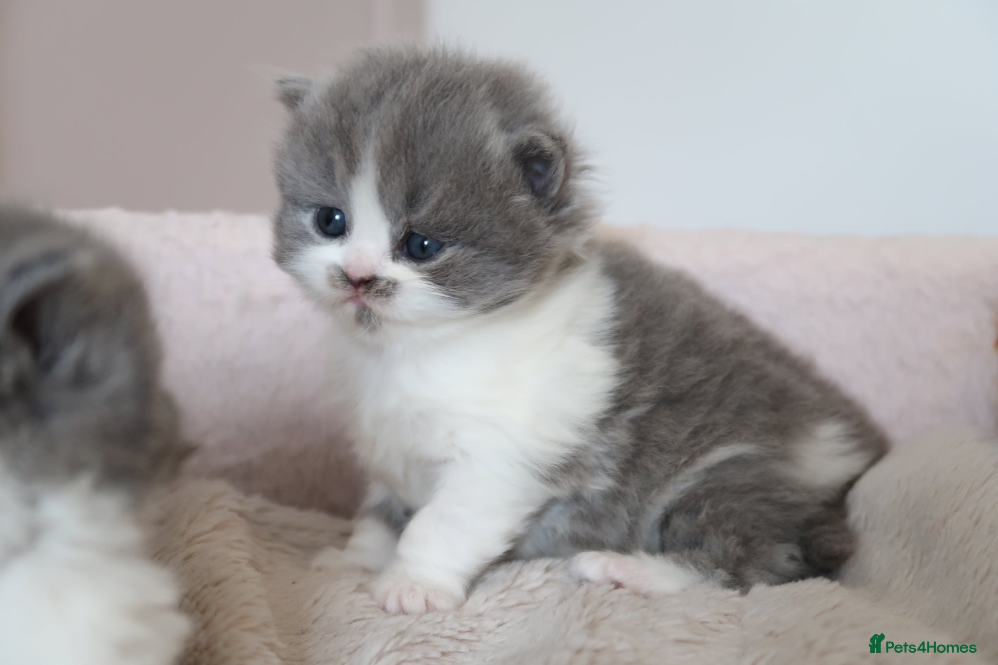 British Longhair cats for sale: British Longhair kittens - Advert 6