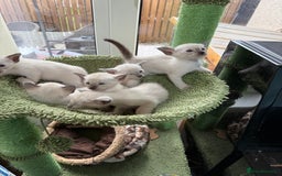 Siamese cats for sale: Siamese seal points  - Image 7