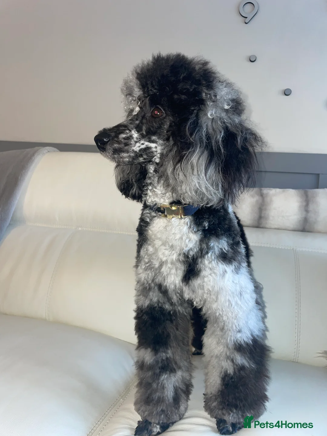 Miniature Poodle dogs for stud: Blue Merle Miniature Poodle (PROVEN) Health Tested in Sunderland - Advert 12