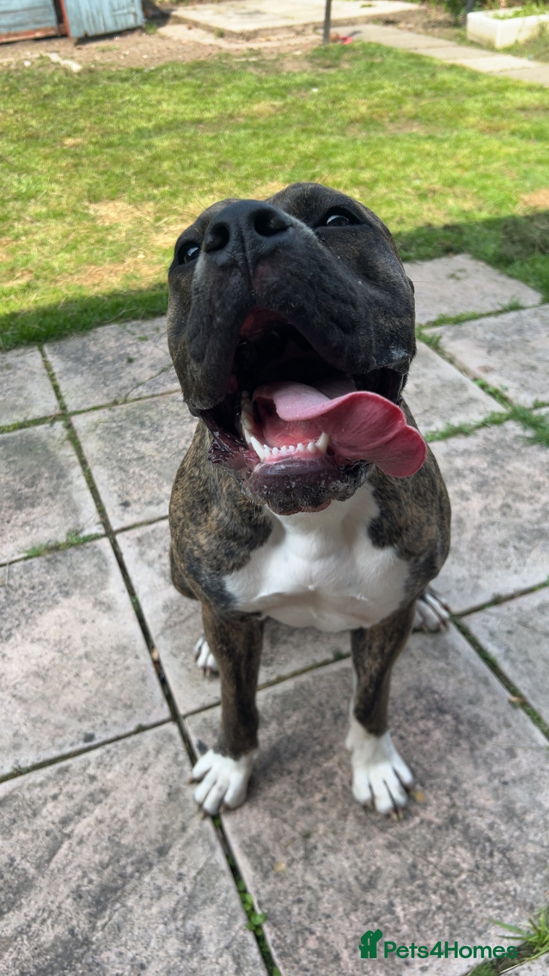 Mixed Breed dogs for sale: Two beautiful sisters need a new home - Image 6