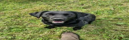 Labrador Retriever dogs for sale: Kc registered Labrador  - Advert 1