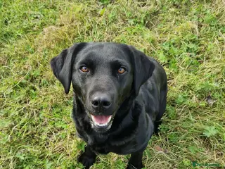 Labrador Retriever dogs Kc registered Labrador - Advert 1