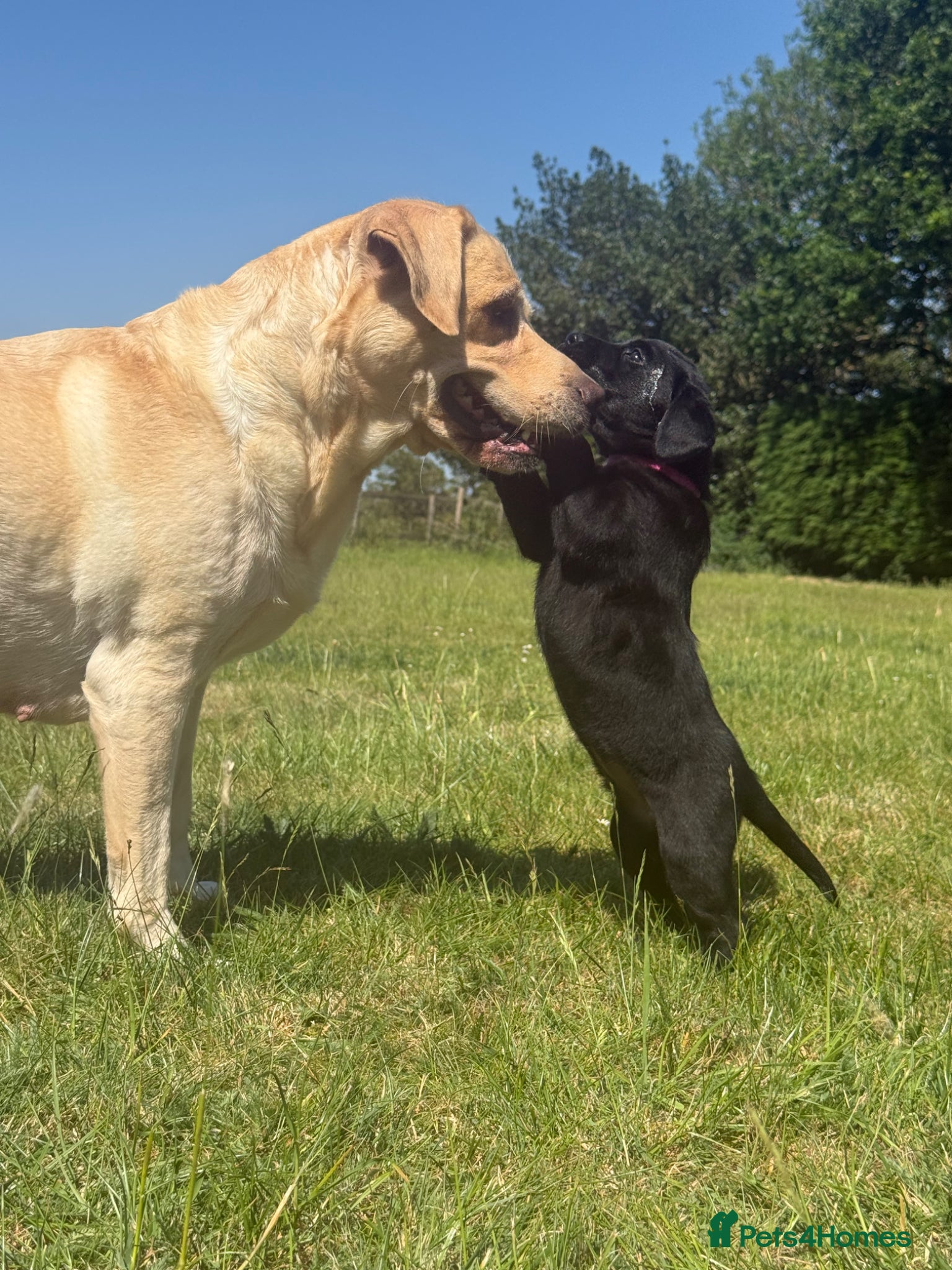 Labrador Retriever dogs KC-registered black Lab pups need forever home - Advert 6