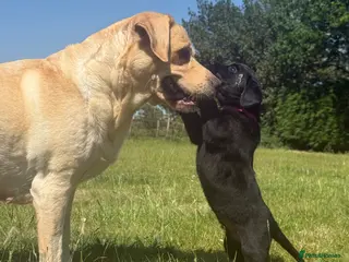 Labrador Retriever dogs KC-registered black Lab pups need forever home - Advert 12