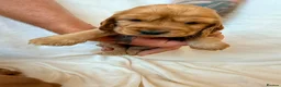 Cocker Spaniel dogs for sale: Fully heath tested Kc registered cocker spaniels - Advert 11