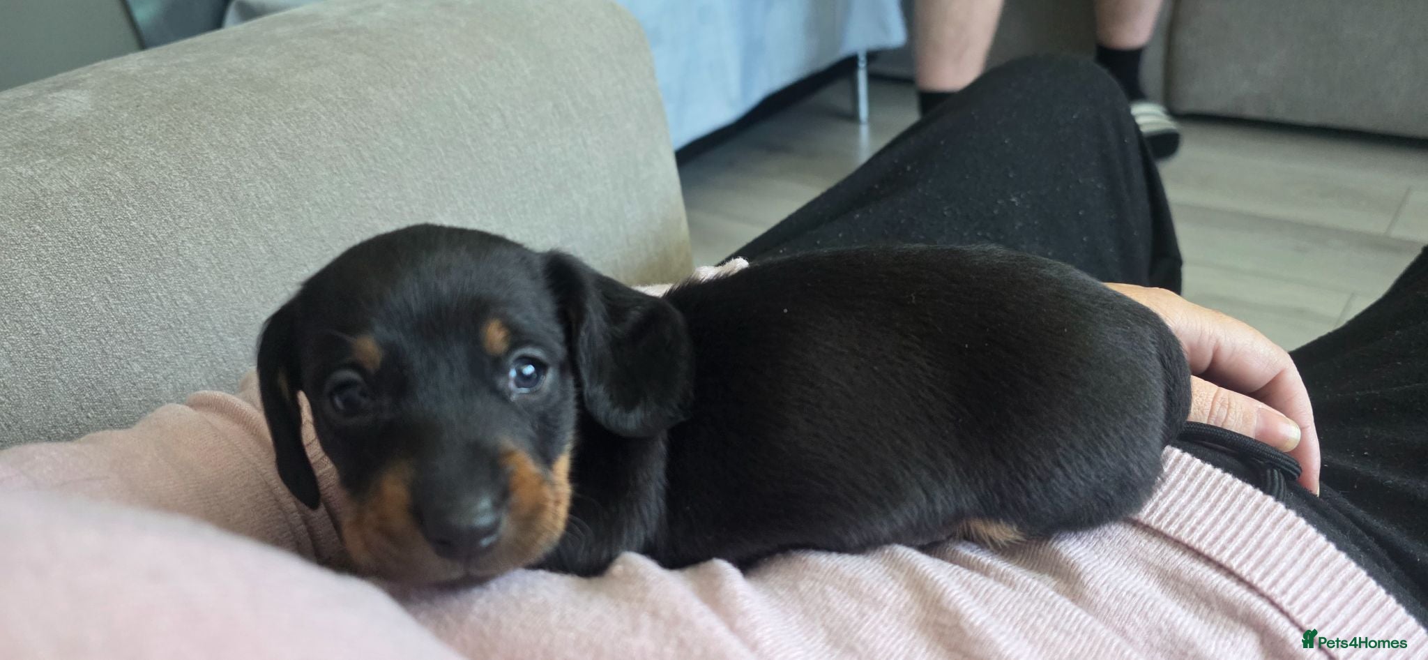 Dachshund dogs Three long haird beautiful Dachshund in Liverpool - Advert 2
