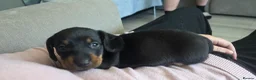 Dachshund dogs for sale: Three long haird beautiful Dachshund in Liverpool - Advert 2