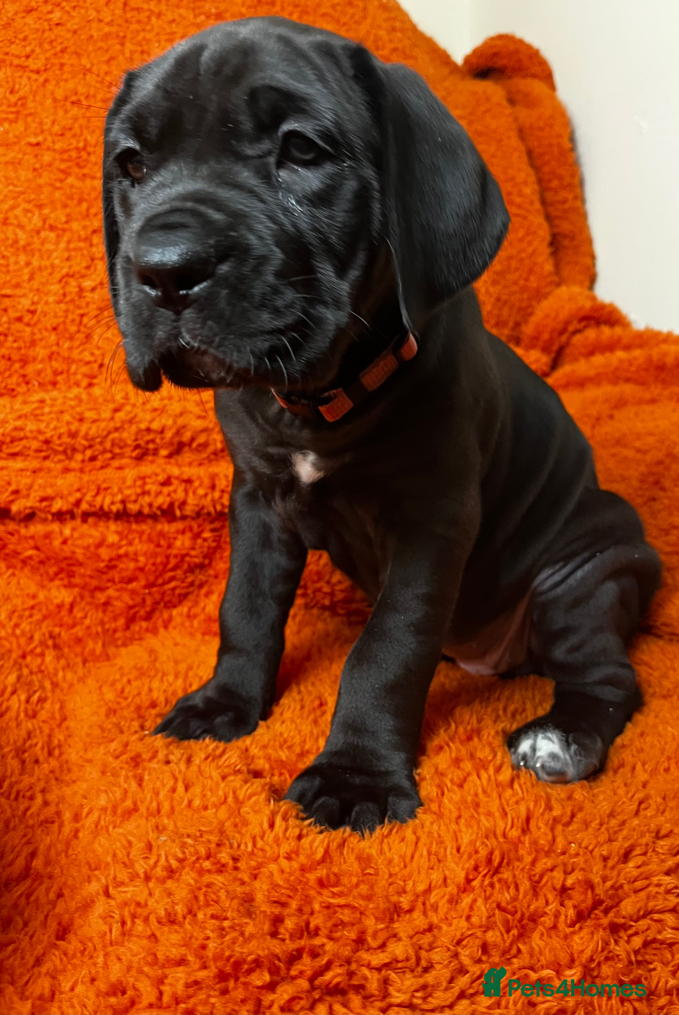 Cane Corso dogs Cane Corso Puppies  - Advert 17