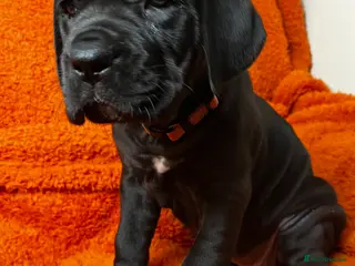 Cane Corso dogs Cane Corso Puppies - Advert 17
