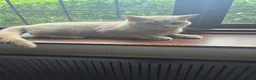 British Shorthair cats for sale: Beautiful lilac british-shorthair girl - Advert 4