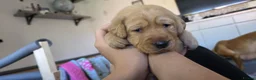 Labrador Retriever dogs for sale: Little Labradors, Ready for Their Next Adventure in Derby - Advert 13