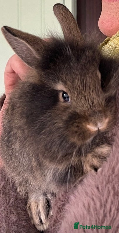 Mixed Breed rabbits Baby Rabbits for Sale - Advert 2