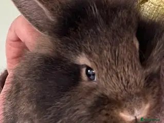 Mixed Breed rabbits Baby Rabbits for Sale - Advert 2