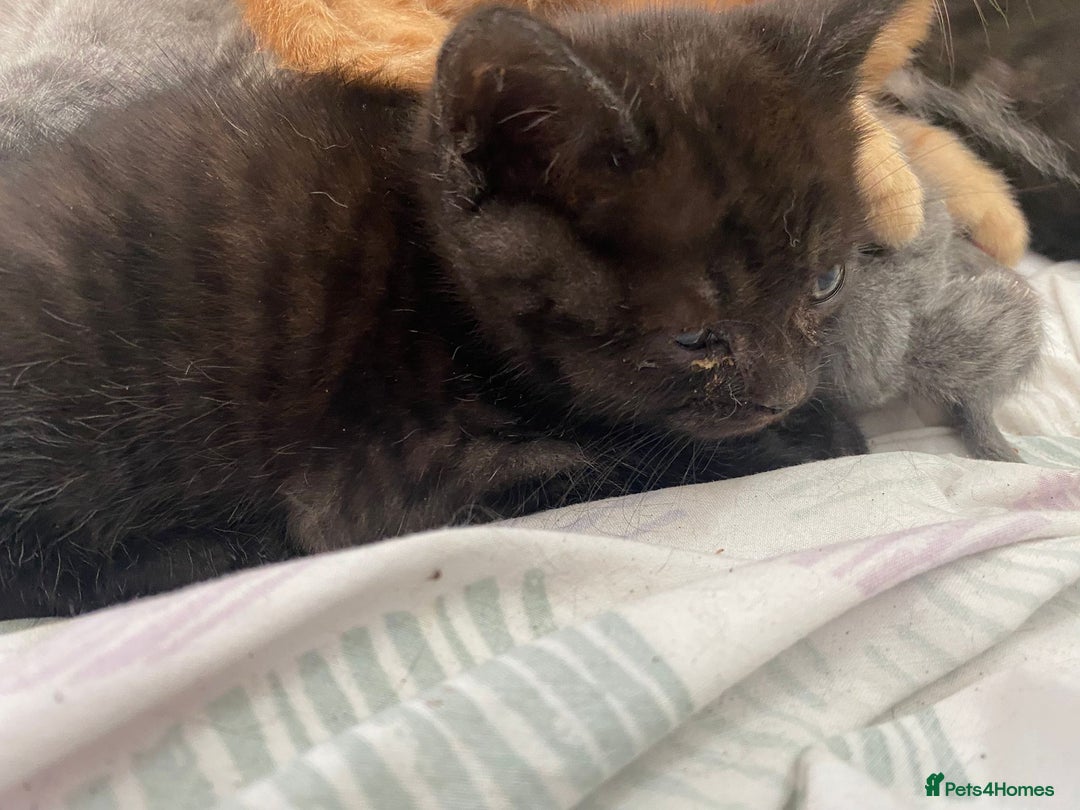 Mixed Breed cats for sale: Litter of mixed breed with British blue father  - Image 5