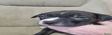Puppy 3