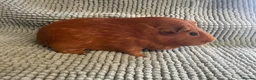 Guinea Pig rodents for sale: Adult Male Guinea pigs  - Advert 2