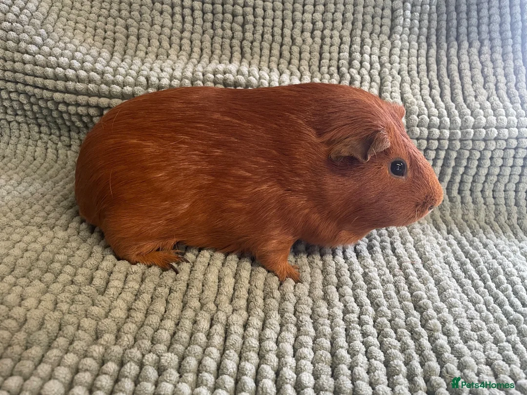 Guinea Pig rodents for sale: Adult Male Guinea pigs  - Advert 2