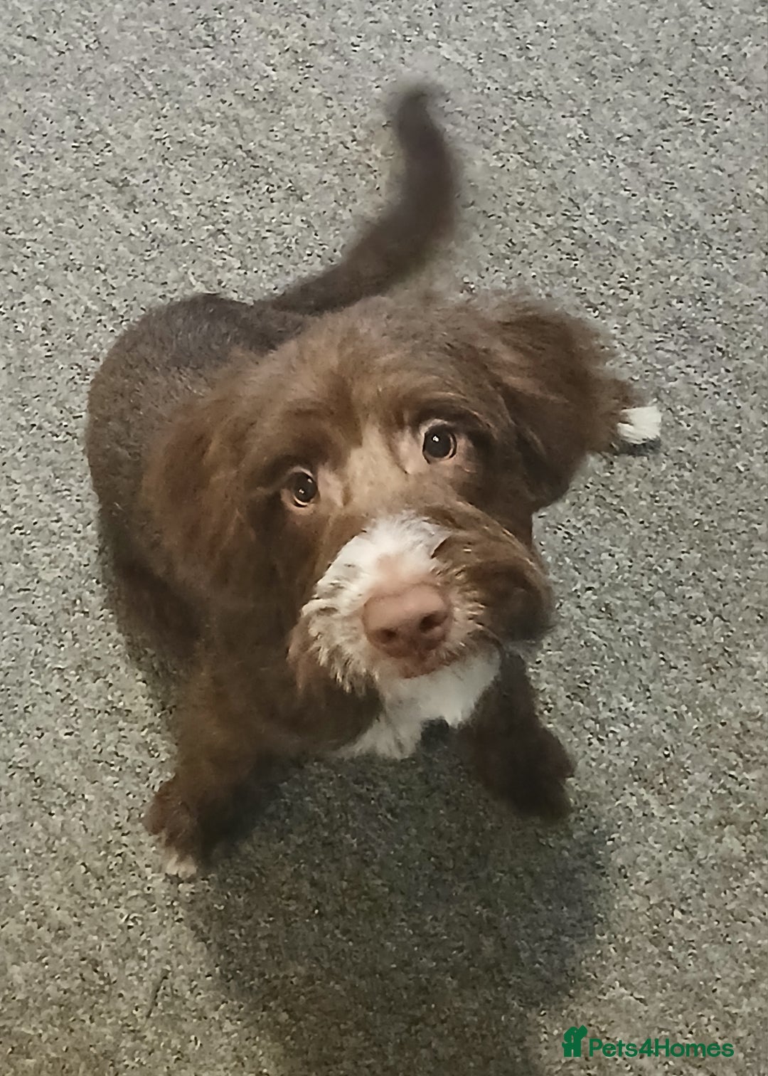 Mixed Breed dogs for sale: Bailey - Advert 1