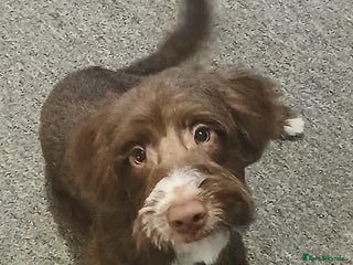 Mixed Breed dogs Bailey - Advert 1