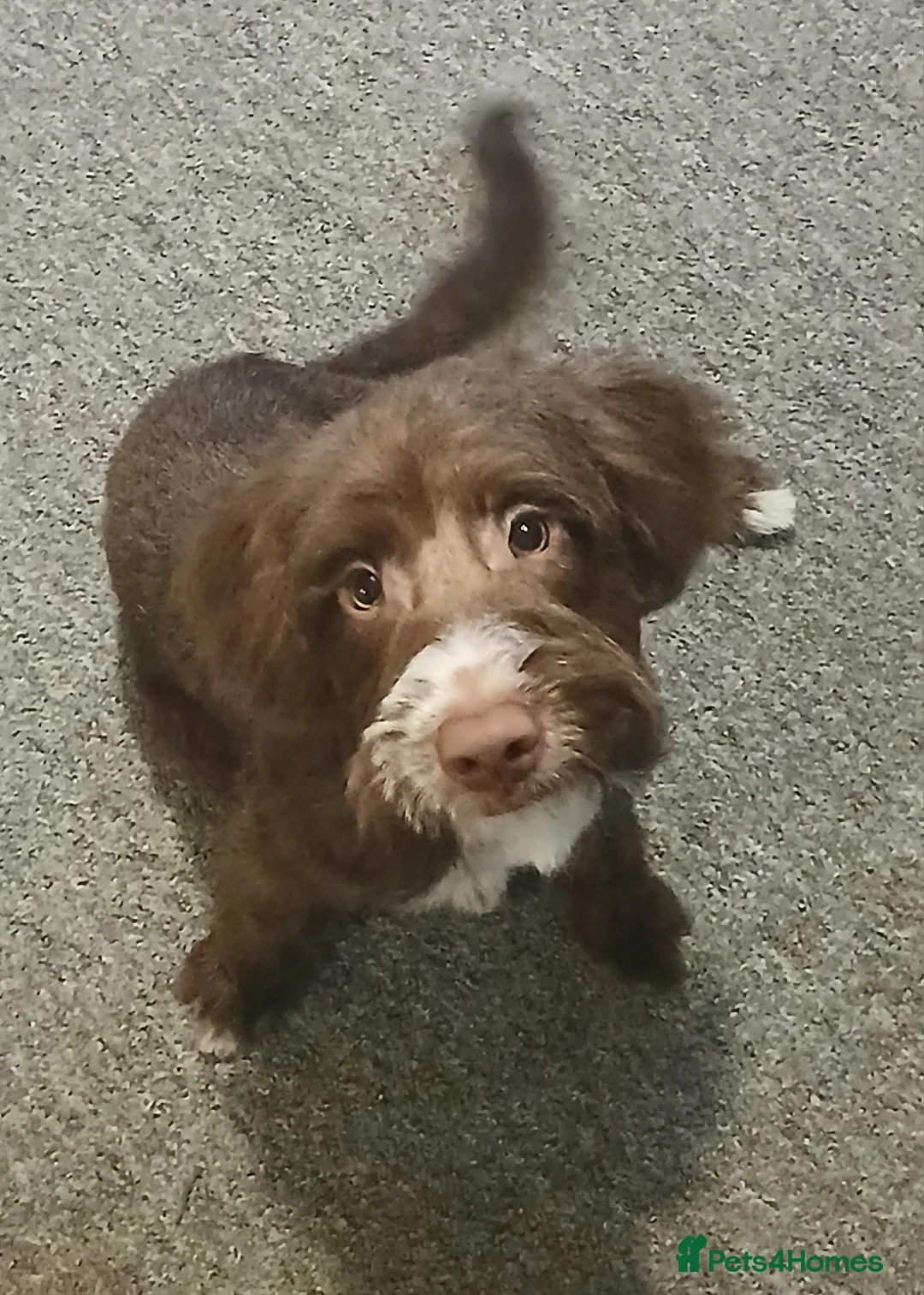 Mixed Breed dogs for sale: Bailey - Advert 1