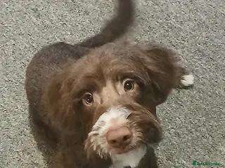 Mixed Breed dogs Bailey - Advert 3