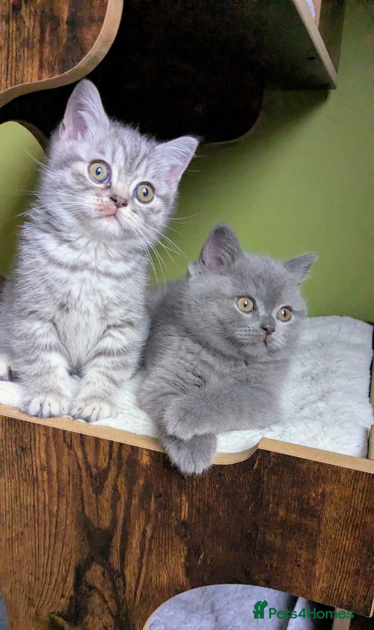 Scottish Fold cats Beautiful pedigree Scottish Straight kittens  - Advert 2