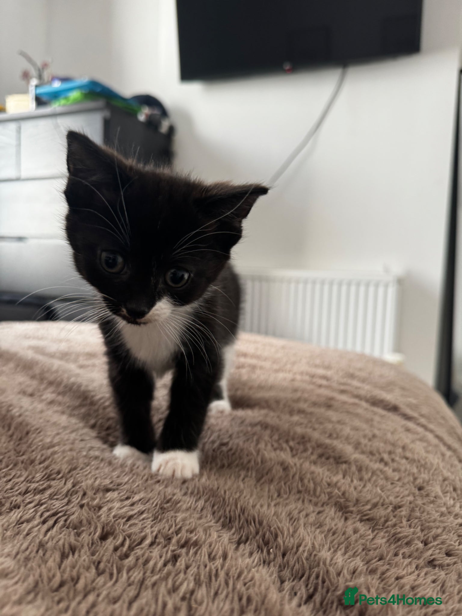 Mixed Breed cats Kitten for sale  - Advert 17