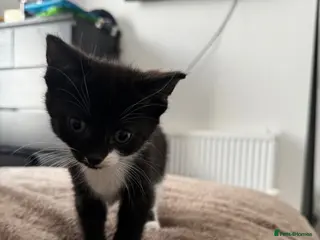 Mixed Breed cats Kitten for sale - Advert 17