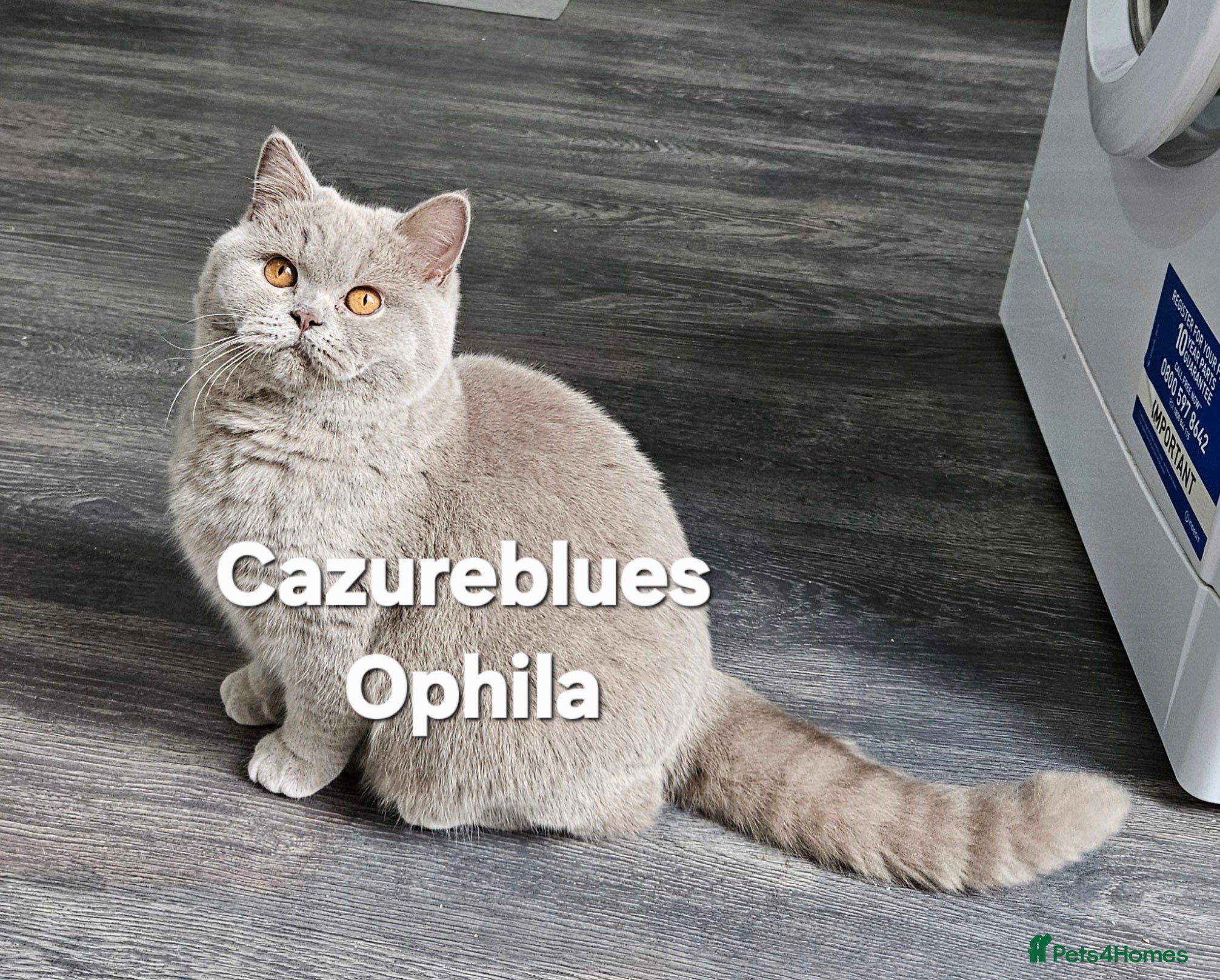 British Shorthair cats GCCF ACTIVE SALES DENTON MANCHESTER  - Advert 1