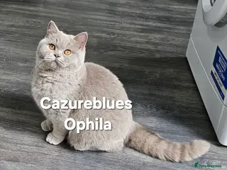 British Shorthair cats GCCF ACTIVE SALES DENTON MANCHESTER - Advert 1